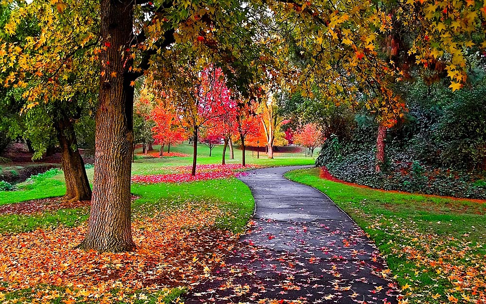 When Autumn Leaves Start To Fall MH Landscapes