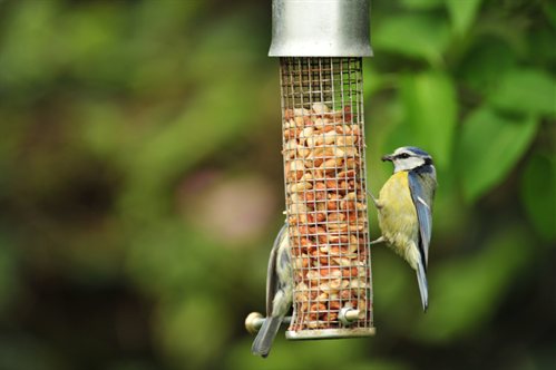 Continue Feeding Our Feathered Friends!