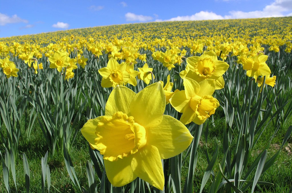 Enjoying Your Daffodils