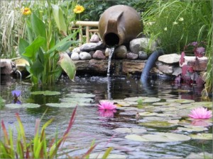 just_pond_plants