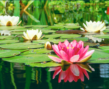 Its Time To Bring Your Pond Back To Life