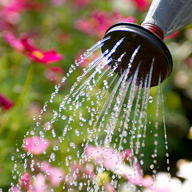 Water Your Way To Happy Plants