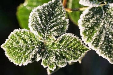 Protect Your Plants From Winter Frost
